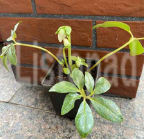 Ciemiernik biały Irene Helleborus Niger 