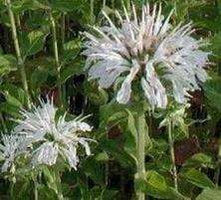Pysznogłówka Schneewittchen Monarda Didyma 9