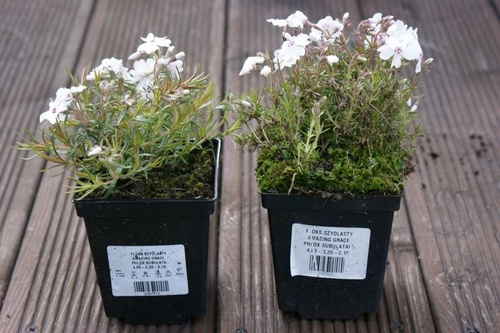 Floks szydlasty Amazing Grace Phlox subulata 9