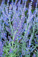Perowskia łobodolistna Zasha Perovskia Atriplicifolia 1l