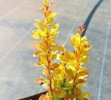 Berberys Thunberga Golden Tower Berberis Thunbergii 1l