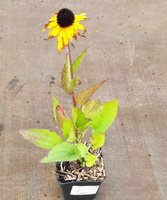 Rudbekia Błyskotliwa Goldstrum Rudbeckia Fulgida 9