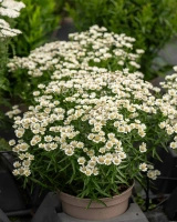 Krwawnik kichawiec Nana Compacta Achillea ptarmica