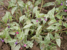 Miodunka Majeste Pulmonaria 9