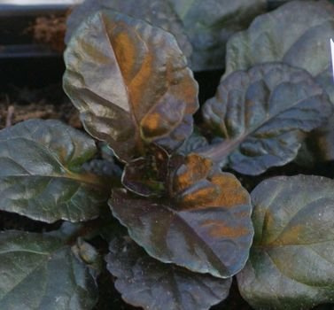 Dąbrówka rozłogowa Black Scallop Ajuga Reptans