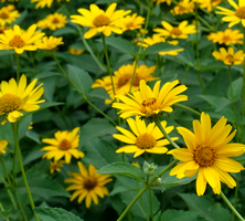 Słoneczniczek szorstki mix Heliopsis  helianthoides 1l