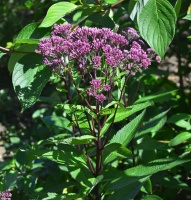 Sadziec purpurowy  Baby Joe Eupatorium purpureum 0,5 - 1l