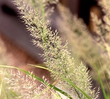 Trzcinnik krótkowłosy Calamagrostis brachytricha 1l