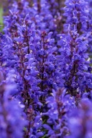 Szałwia omszona Noble Knight Salvia nemorosa