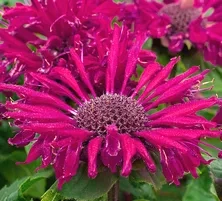 Pysznogłówka Bee-True Monarda 