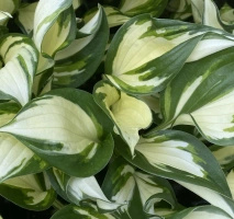 Funkia Fire & Ice Hosta 1l