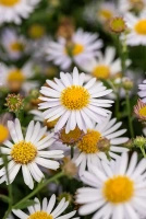 Aster letni Kalimeris wciętolistna Madiva Kalimeris incisa