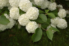 Kalina japońska Popcorn Viburnum plicatum 1ll