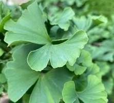 Miłorząb Dwuklapowy Ginkgo Biloba 1l