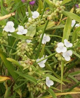 Trzykrotka ogrodowa biała Tradescantia Andersoniana 2l 