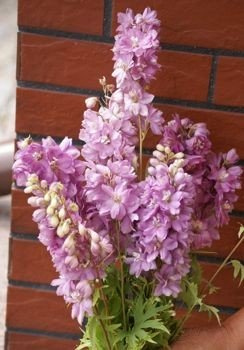Ostróżka ogrodowa Astolat Delphinium Pacific 1l