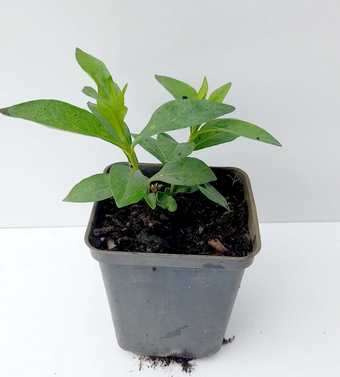 Floks, Płomyk Bright Eyes Phlox Paniculata