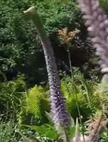 Przetacznikowiec Fascination Veronicastrum Virginicum 0,5l-2l