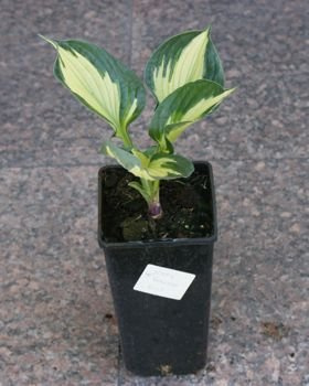 Funkia Colored Hulk Hosta  2l