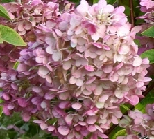 Hortensja bukietowa Sundae Fraise Hydrangea Paniculata 1l