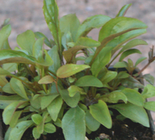 Penstemon kosmaty Penstemon hirsutus 9