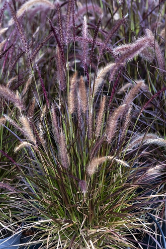 Rozplenica japońska Little Rubin Pennisetum Aleopecuroides 9