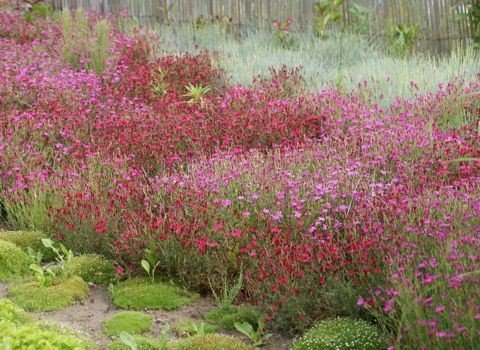 Goździk kropkowany C. czerwony Dianthus deltoides 9