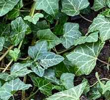 Bluszcz pospolity Hedera helix 9