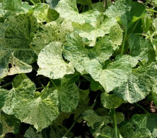 Fiołek motylkowaty Variegata Viola Soraria