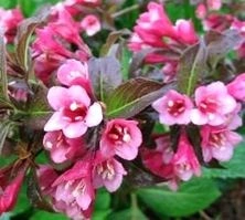 Krzewuszka Tango Weigela 1l