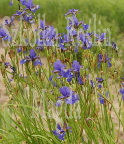 Irys Syberyjski Iris Sibirica 1l