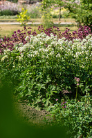Jarzmianka Astra White Astrantia hybrida 0,5l - 1l
