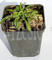 Dzwonek Brzoskwiniolistny Blue Campanula Persicifolia 