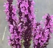 Szałwia omszona Caradonna Pink Salvia nemorosa 9