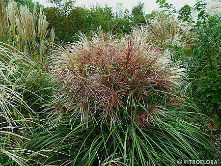 Miskant Chiński Polonus Miscanthus Sinensis1l