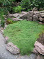 Macierzanka  Omszona Thymus Lanuginosus 9