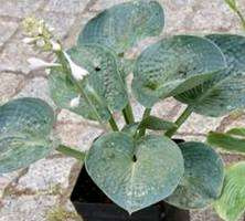 Funkia Love Pat Hosta 2l