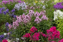 Floks, Płomyk Bright Eyes Phlox Paniculata