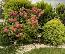 Hortensja bukietowa Vanille Fraise Hydrangea paniculata 1l