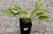 Funkia Sharmon Hosta 1 - 2l