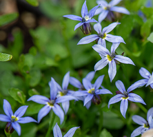 Izotoma nadwodna Dark Blue Isotoma fluviatilis