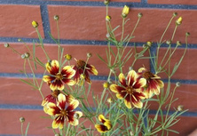 Nachyłek okółkowy Bengal Tiger Coreopsis Verticilata 9