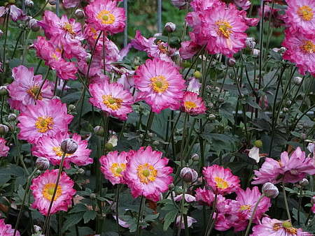 Zawilec Japoński Margarete Anemone Hupehensis