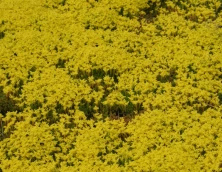Rozchodnik ościsty Sedum refleksum (rupestre)