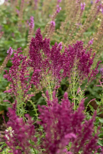 Szałwia omszona Schwellenburg Salvia nemorosa 
