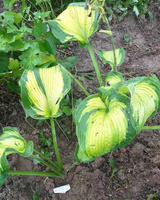 Funkia Color Glory Hosta  2l