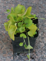 Fiołek Wonny Viola Odorata 9