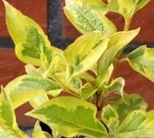 Krzewuszka Looymansii Aurea Weigela 1l
