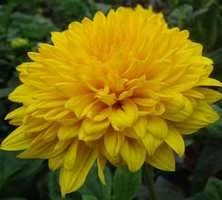 Słoneczniczek wielokwiatowy Sunshine Daydream Helianthus x multiflorus 1l
