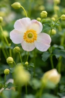 Zawilec Pretty Lady Maria Anemone Hybrida 9